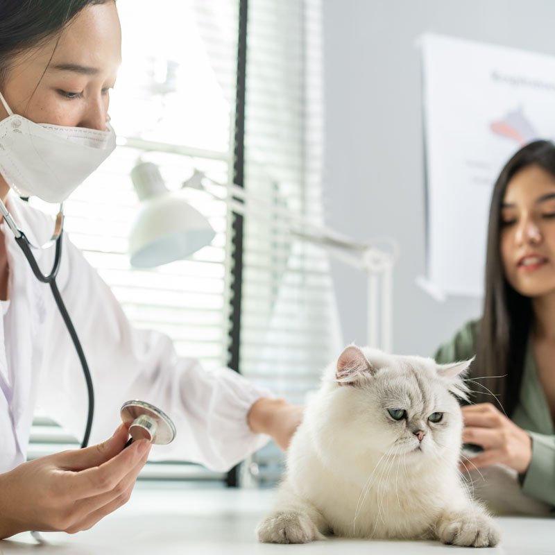 asian-veterinarian-examine-cat-during-appointment-2021-12-09-17-51-09-utc-1.jpg