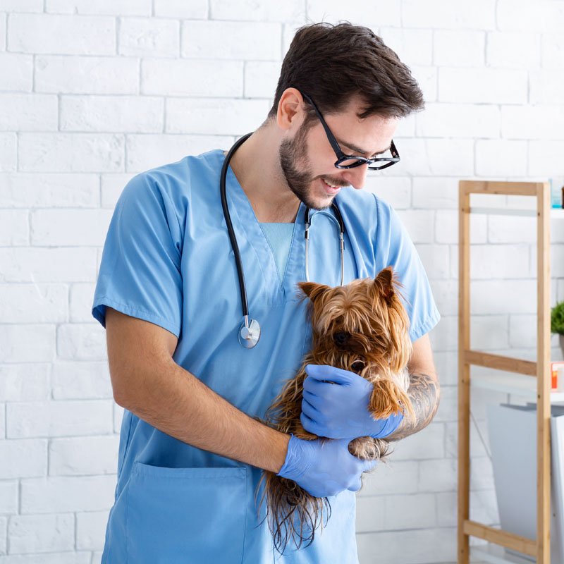 happy-veterinary-doc-with-his-little-patient-at-me-2021-08-29-03-30-47-utc-1.jpg