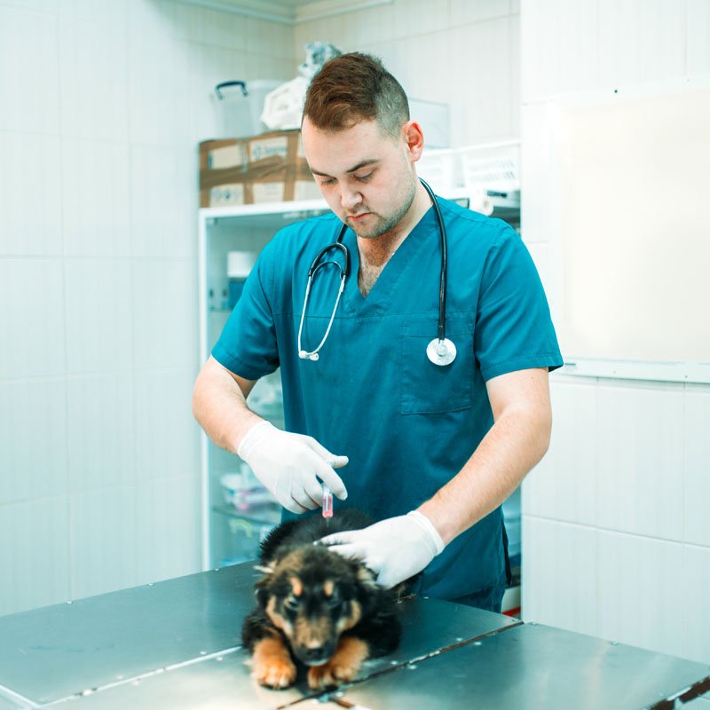 veterinarian-gives-an-injection-veterinary-clinic-2021-08-26-16-26-03-utc-1.jpg