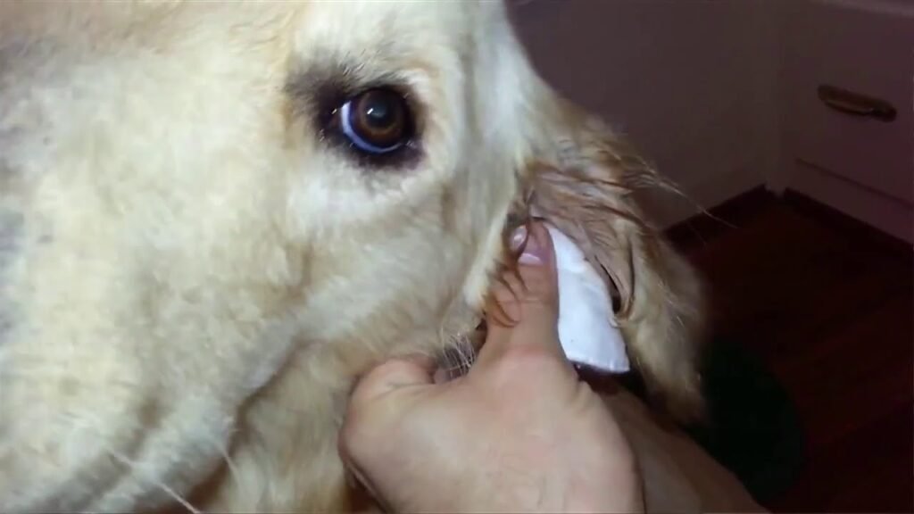 Otite canina, Causas, Diagnóstico e tratamento